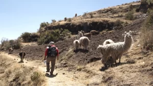 Cusco: Waqrapukara, the fortress of the horn