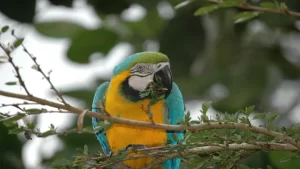 Tambopata: aventuras en la Amazonia