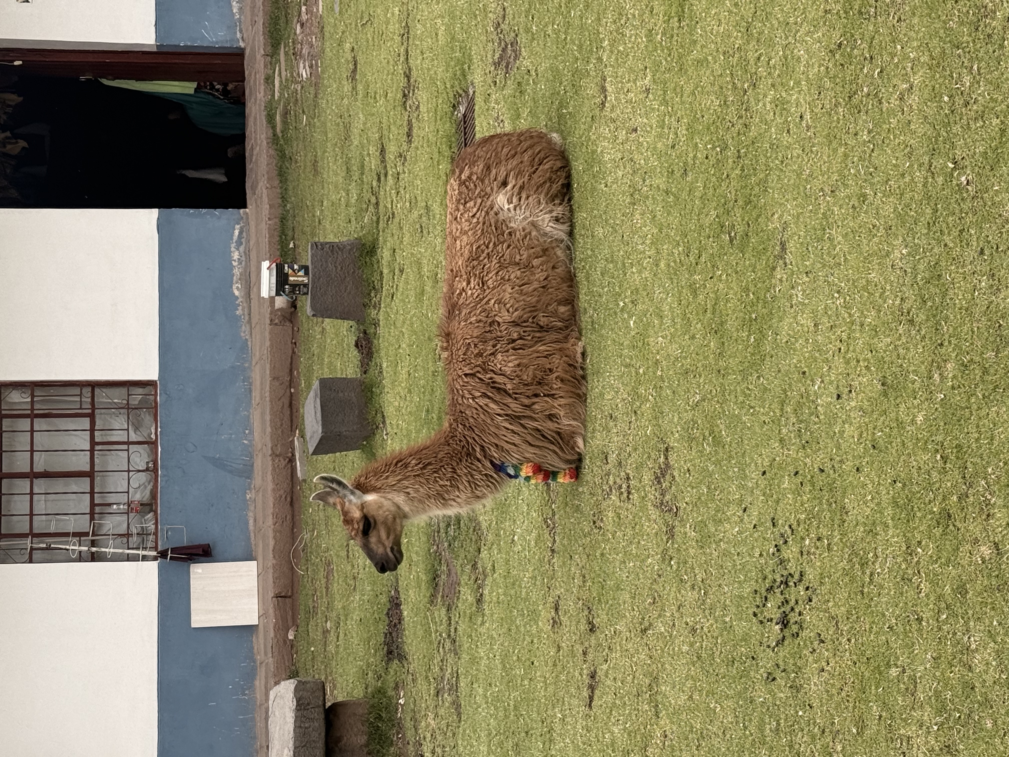 IMG_5647.jpeg